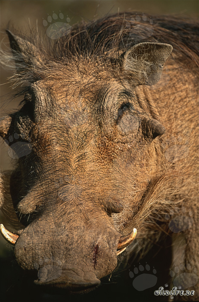 Warzenschwein