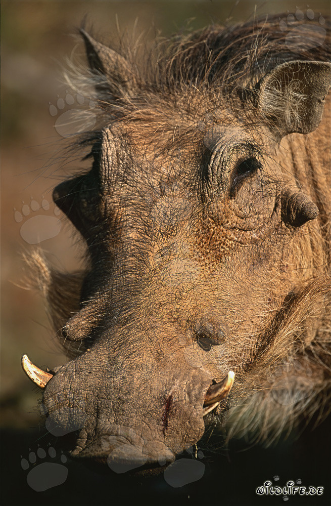 Primo piano di un facocero maestoso nella natura selvaggia dell'Africa