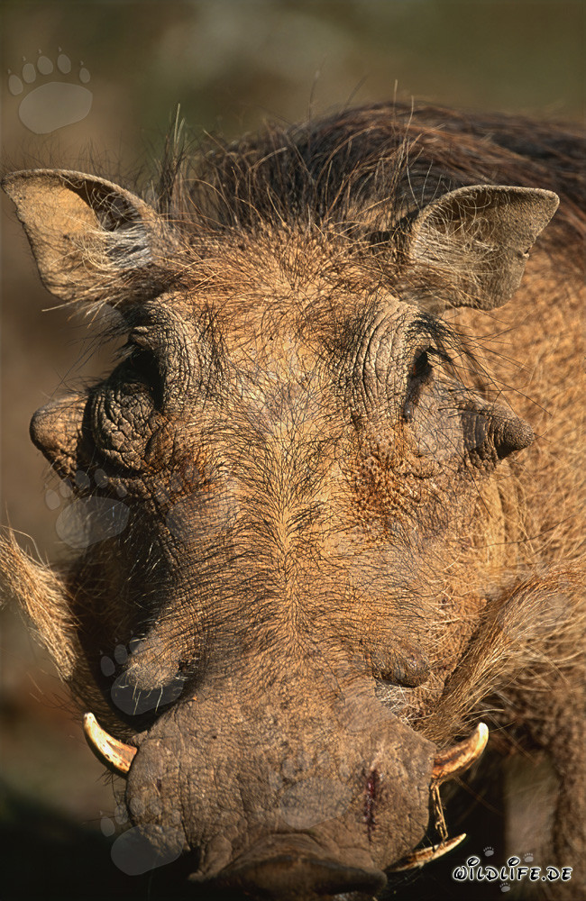 Portrait rapproché d'un phacochère majestueux dans le parc national des éléphants d'Addo