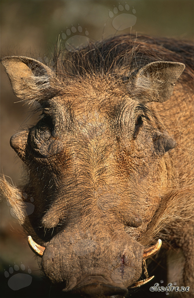 Close-up of a majestic warthog in Addo Elephant National Park