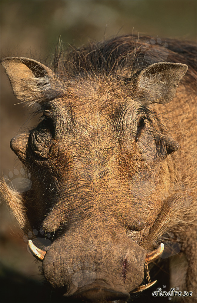 Warzenschwein