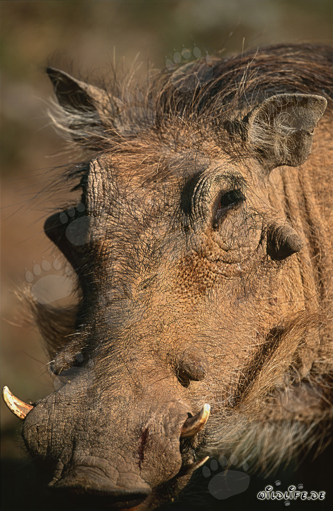 Warthog in Addo Elephant Park