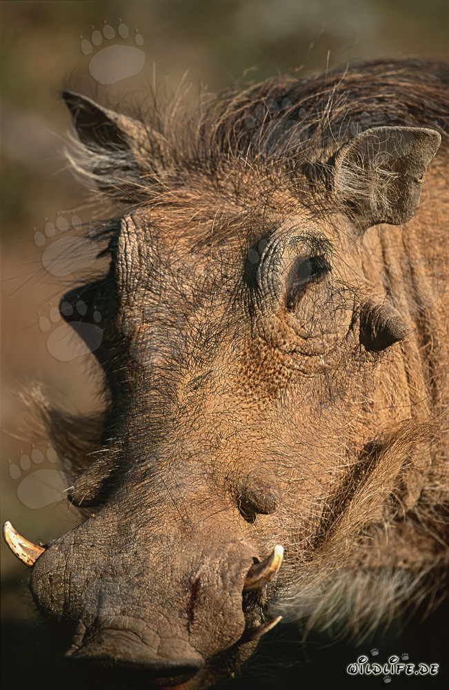 Warzenschwein