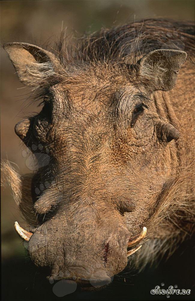 Impressive warthog observing its surroundings in Addo Elephant National Park, South Africa