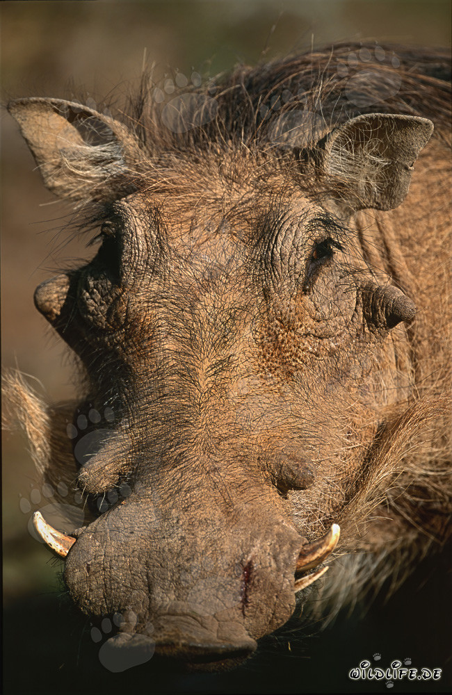 Warzenschwein