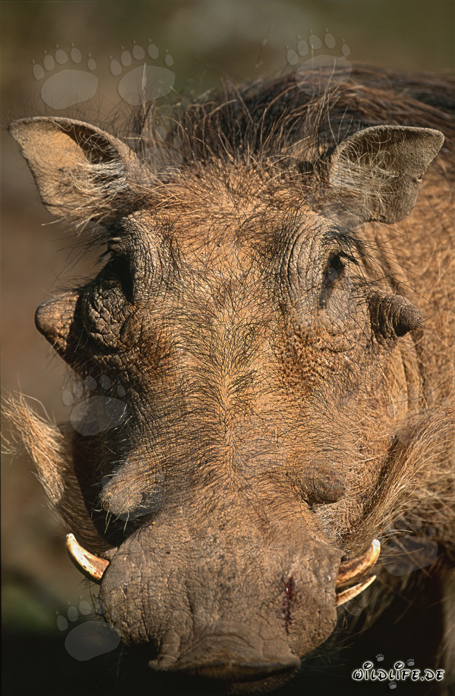 Bizarre portrait of a warthog