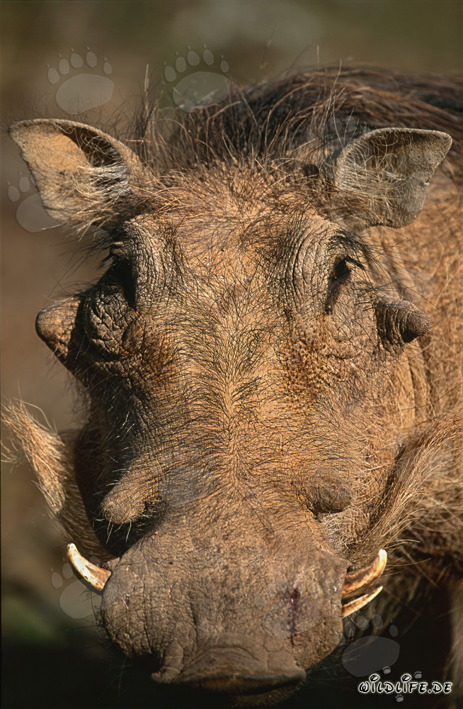 Warzenschwein