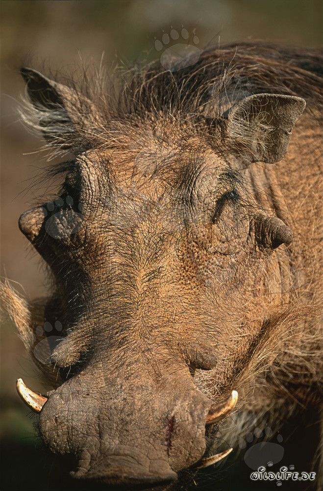 Warthog (Phacochoerus africanus)