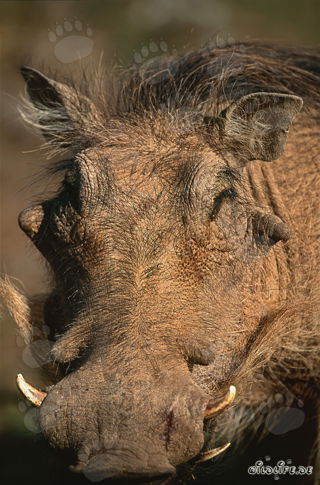 Warzenschwein