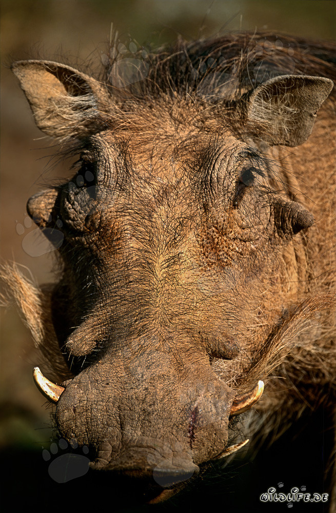 Portrait of a Common Warthog in the African Wilderness