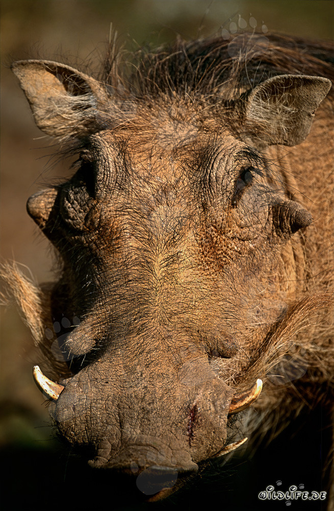 Retrato de un jabalí común en la naturaleza salvaje africana