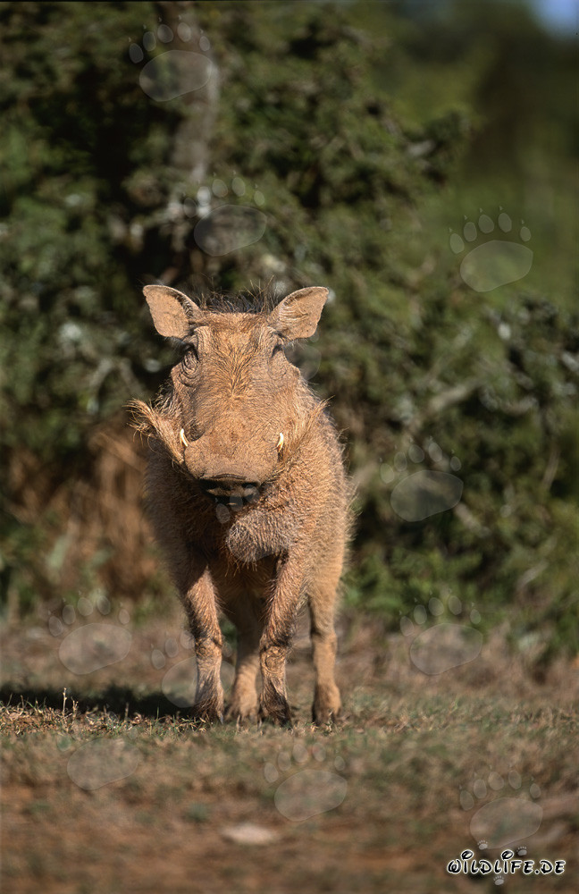 Cinghiale imponente nella natura africana