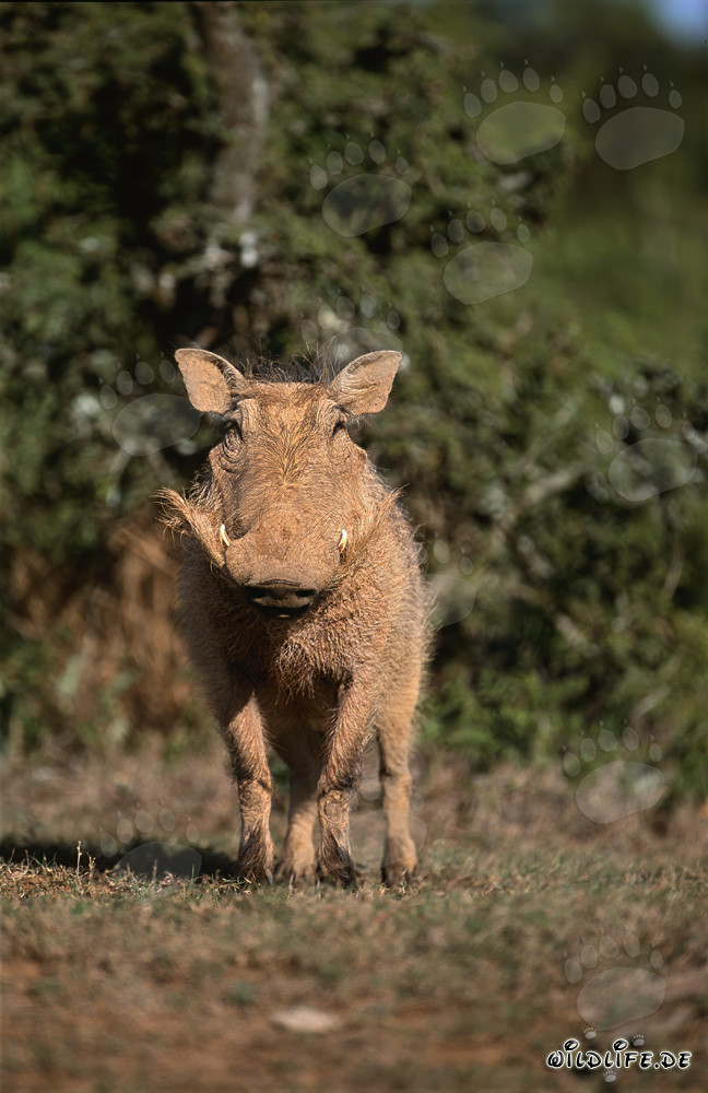 Phacochère imposant dans la savane africaine