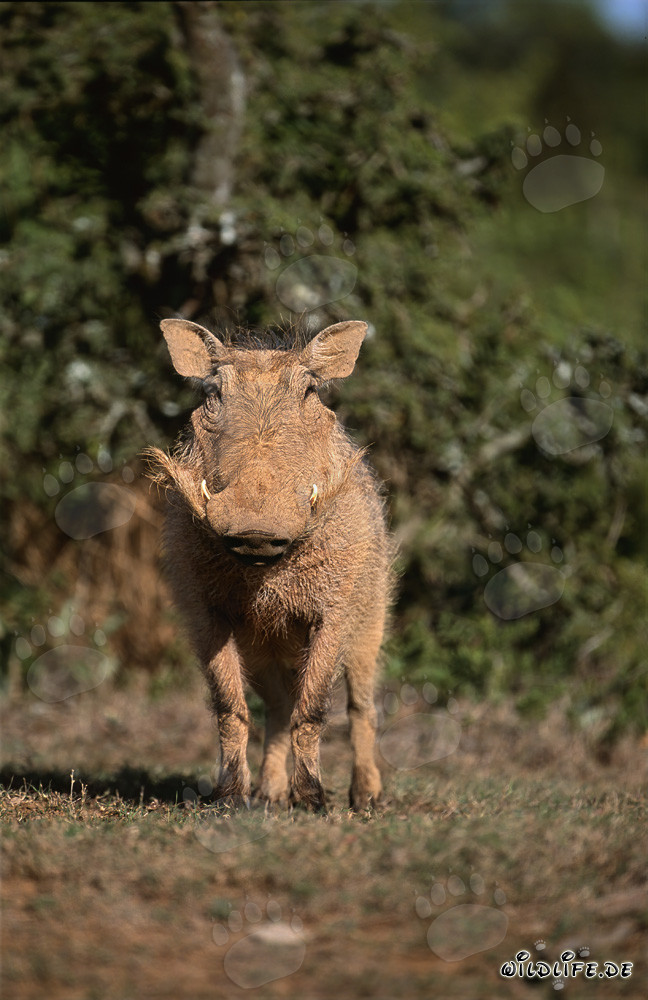 Majestic Warthog in the African Wilderness