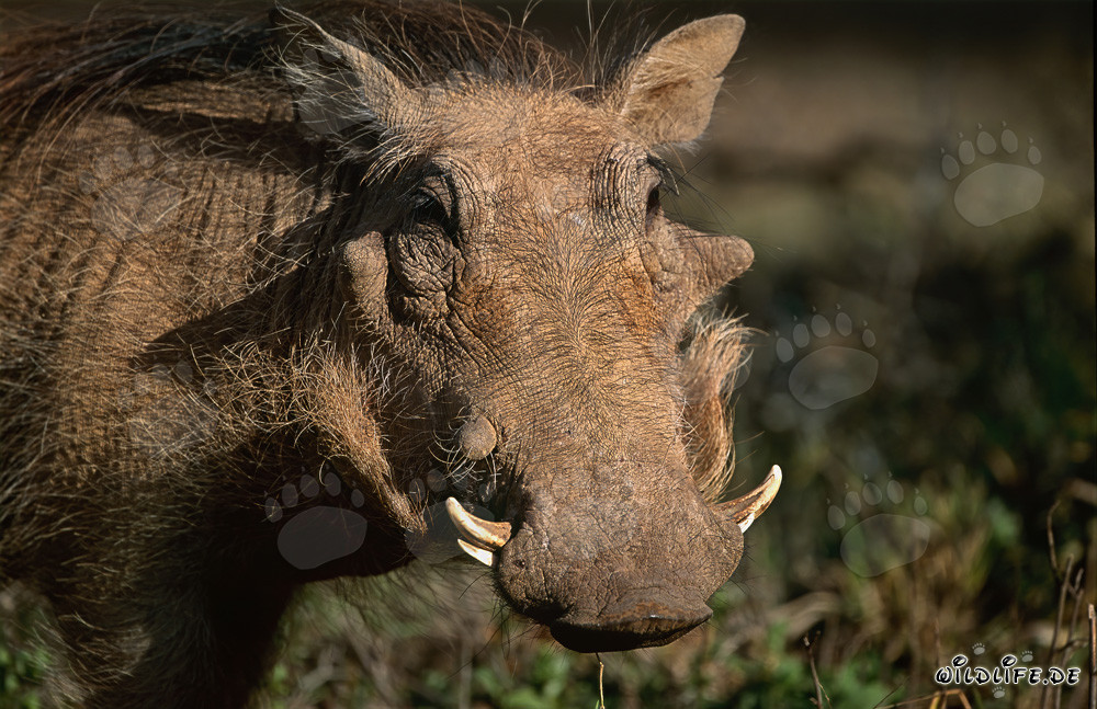 Highly concentrated Warthog