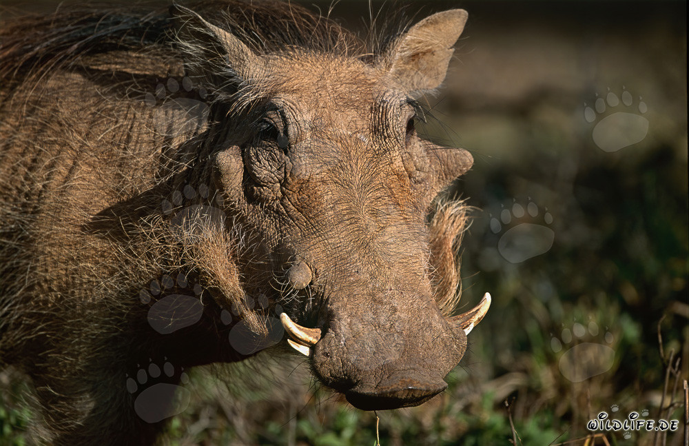 Warzenschwein