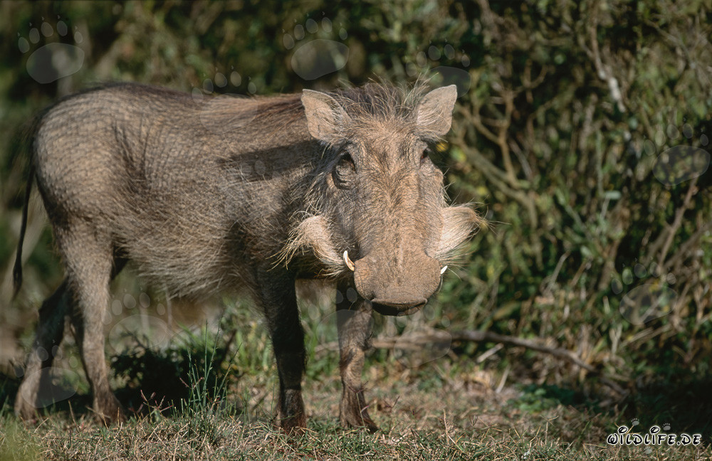 Phacochère majestueux dans la savane africaine