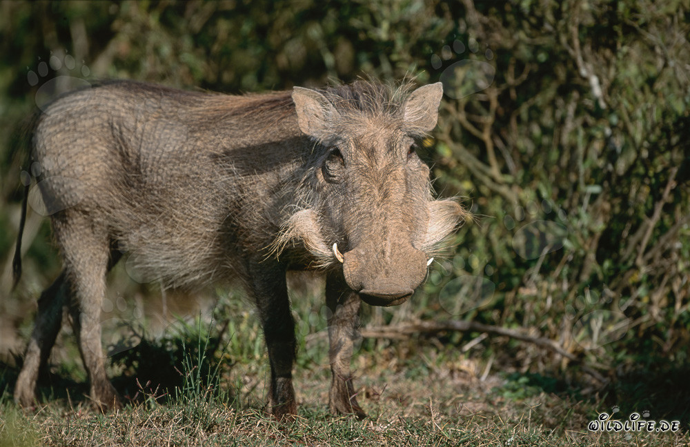 Majestic Warthog in the African Savanna