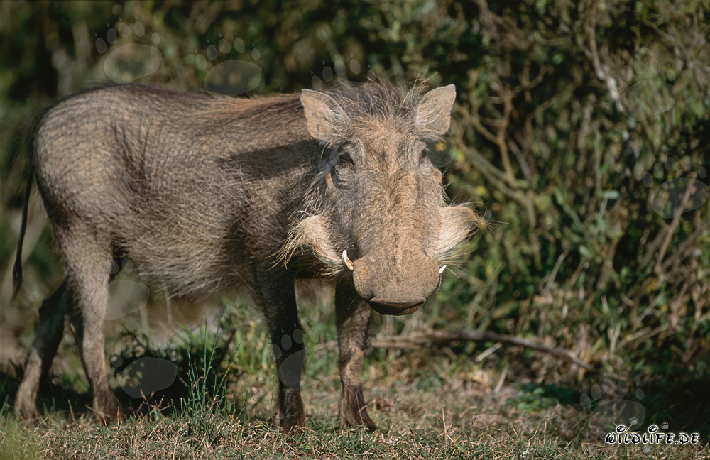 Warzenschwein