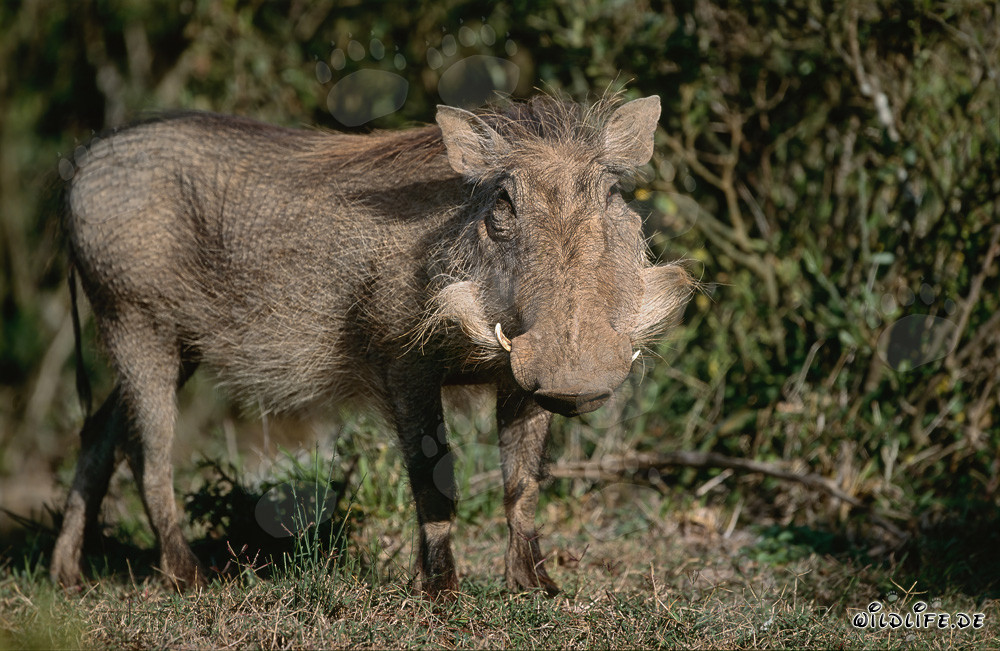 Facocero comune esplora la natura selvaggia dell'Africa