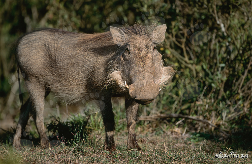 Jabalí común explora la naturaleza salvaje de África