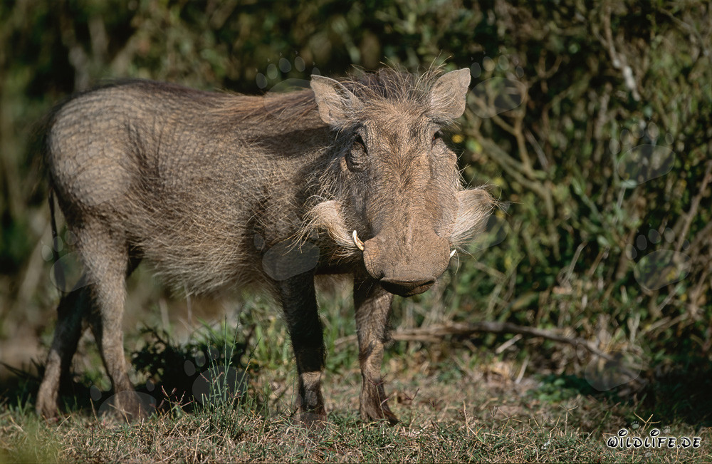 Phacochère commun explore la nature sauvage de l'Afrique