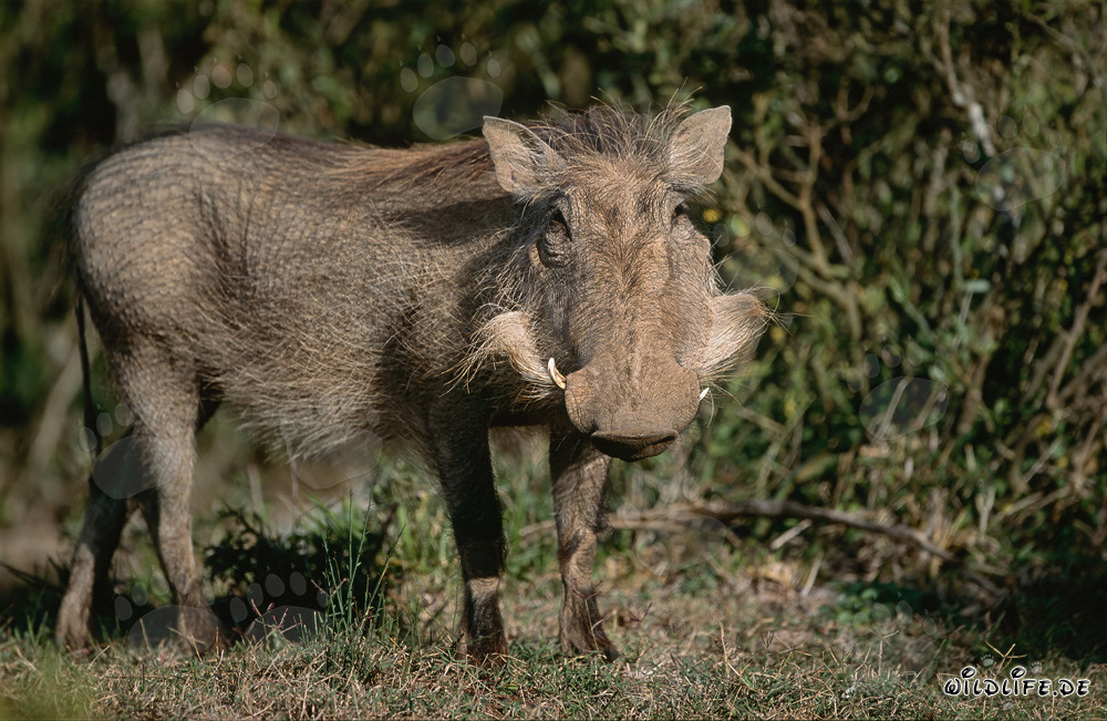 Warzenschwein