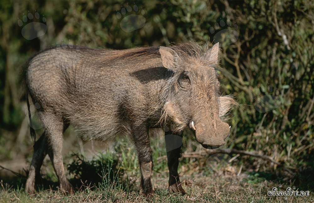 Fascinoso facocero davanti a un ricco paesaggio boschivo