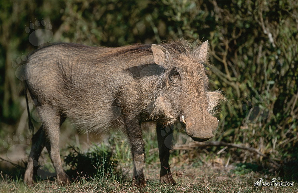 Phacochère majestueux devant un paysage buissonnant luxuriant