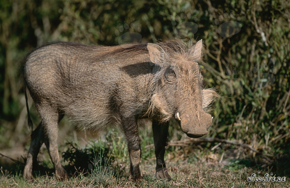 Majestic Warthog in front of lush bush landscape