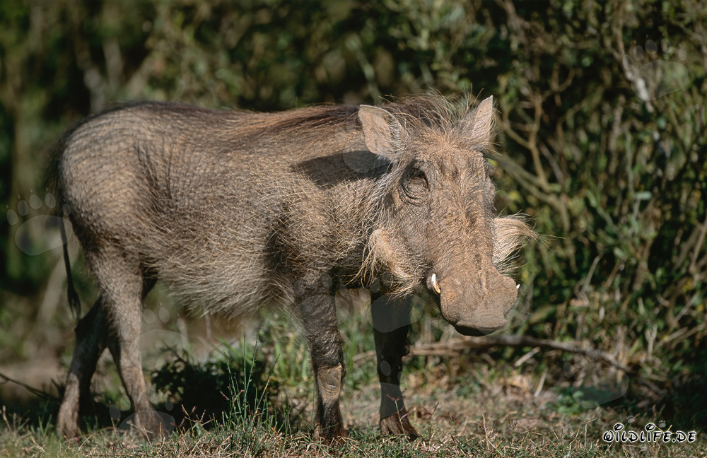 Warzenschwein