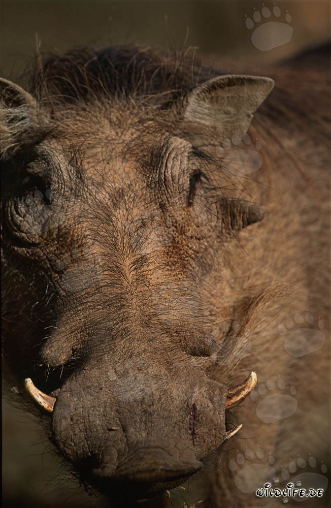 Warthog in the First Light of Morning