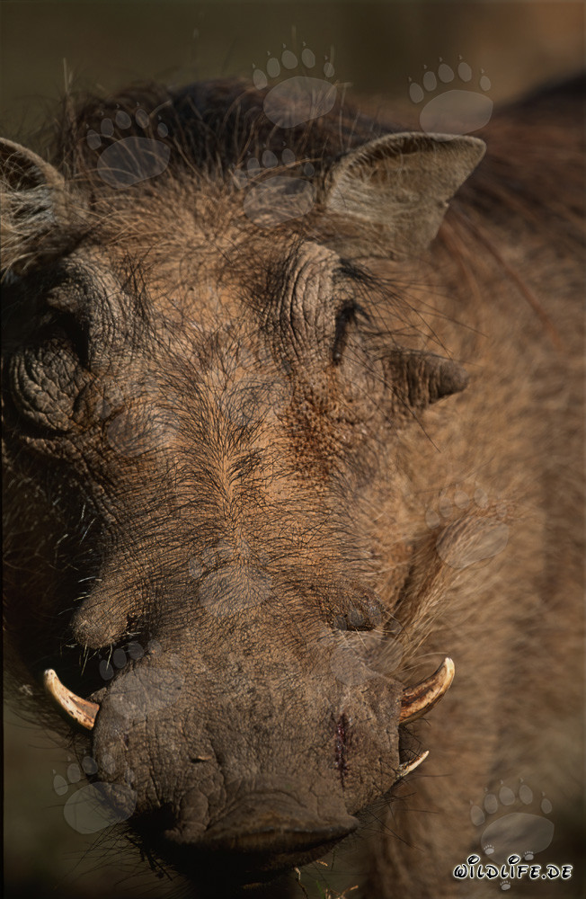 Warzenschwein