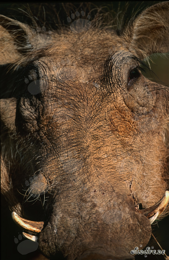 Facocero attento nella natura selvaggia del Sudafrica