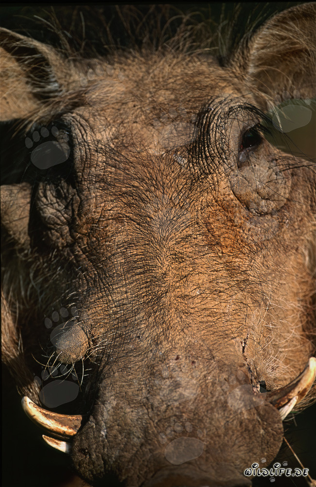 Phacochère attentif dans la nature sauvage d'Afrique du Sud