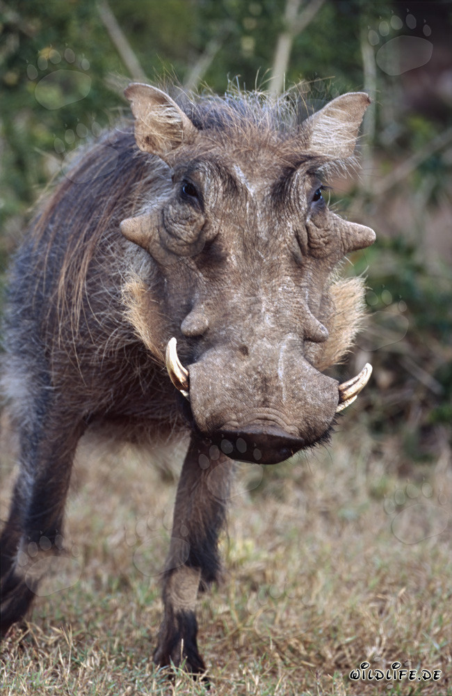 Maestoso facocero nella natura selvaggia del Parco Nazionale degli Elefanti di Addo