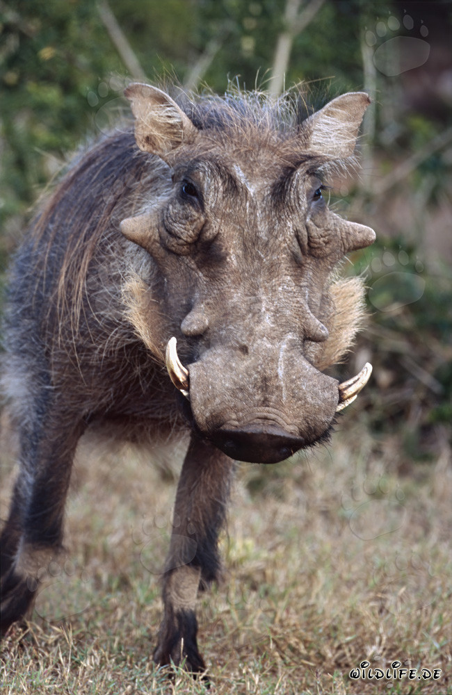 Impressive warthog in the wilderness of Addo Elephant National Park