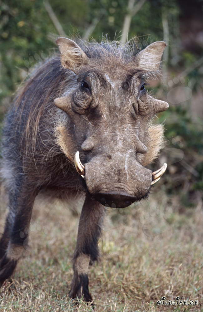 Warzenschwein
