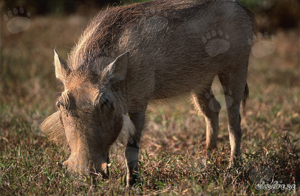 Warzenschwein