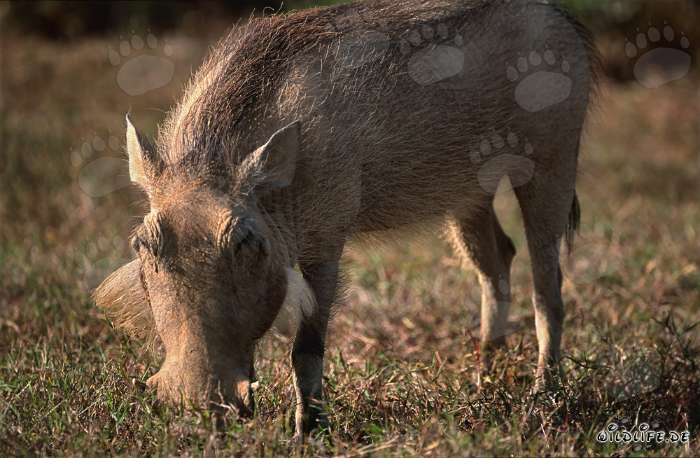 Imagen de un jabalí africano pastando en el Parque Nacional de Elefantes de Addo en Sudáfrica