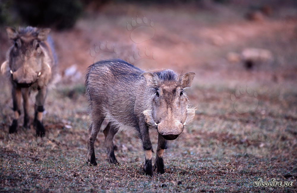 Two majestic warthogs enjoying the morning light