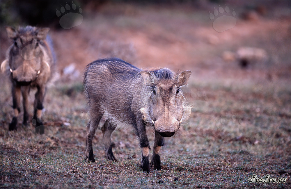 Warzenschwein