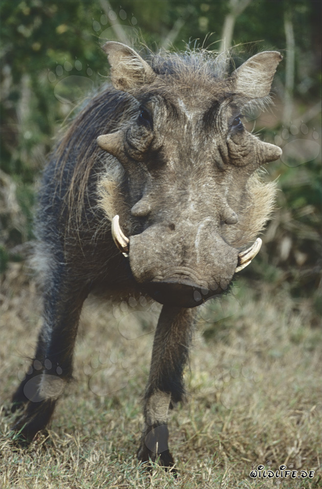 Phacochère imposant dans la nature de l'Afrique du Sud