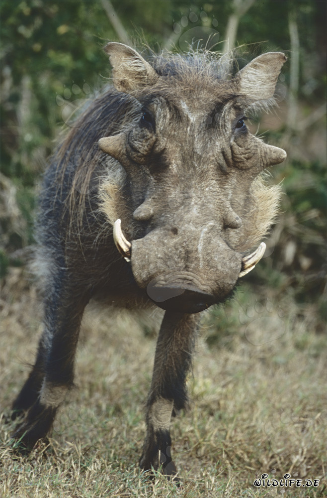 Impressive warthog in the South African wilderness