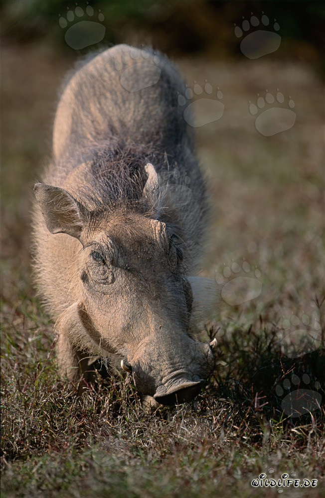 Majestic Warthog in Addo Elephant National Park, South Africa