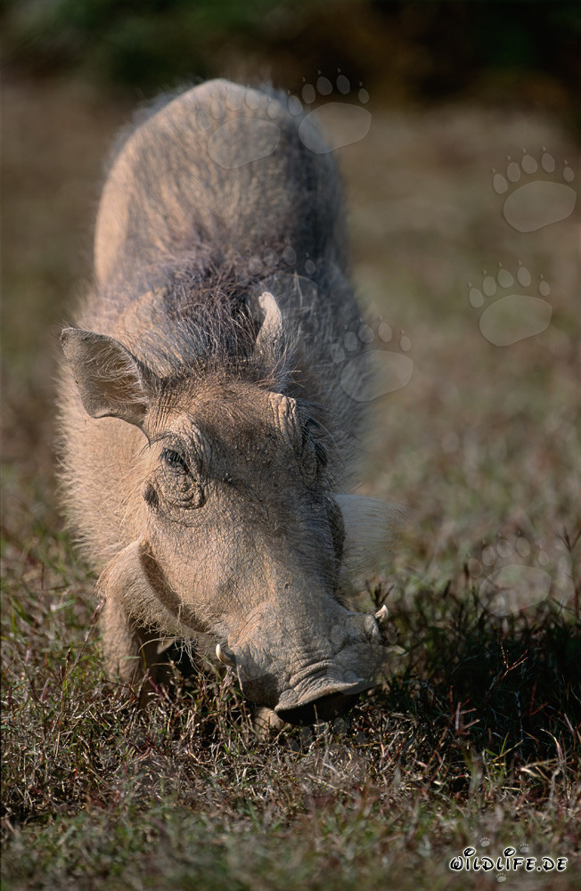 Warzenschwein