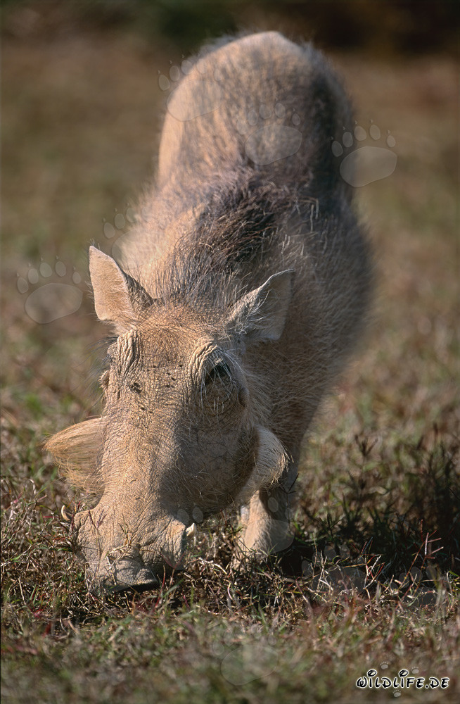 Common Warthog in the African Savannah