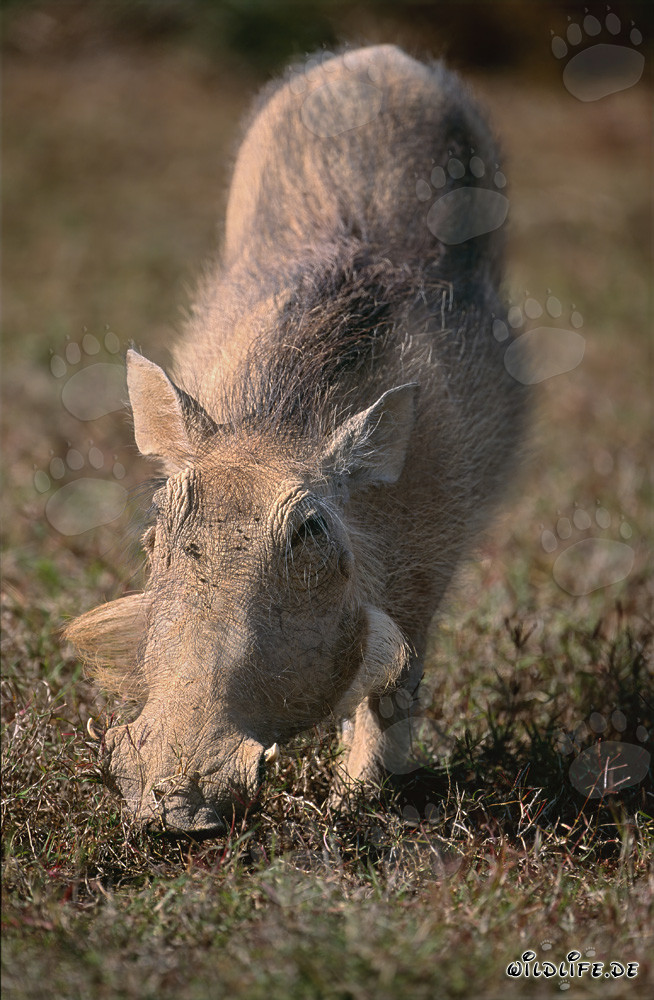 Facocero comune nella savana africana