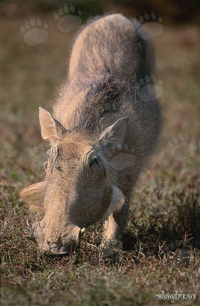 Warzenschwein