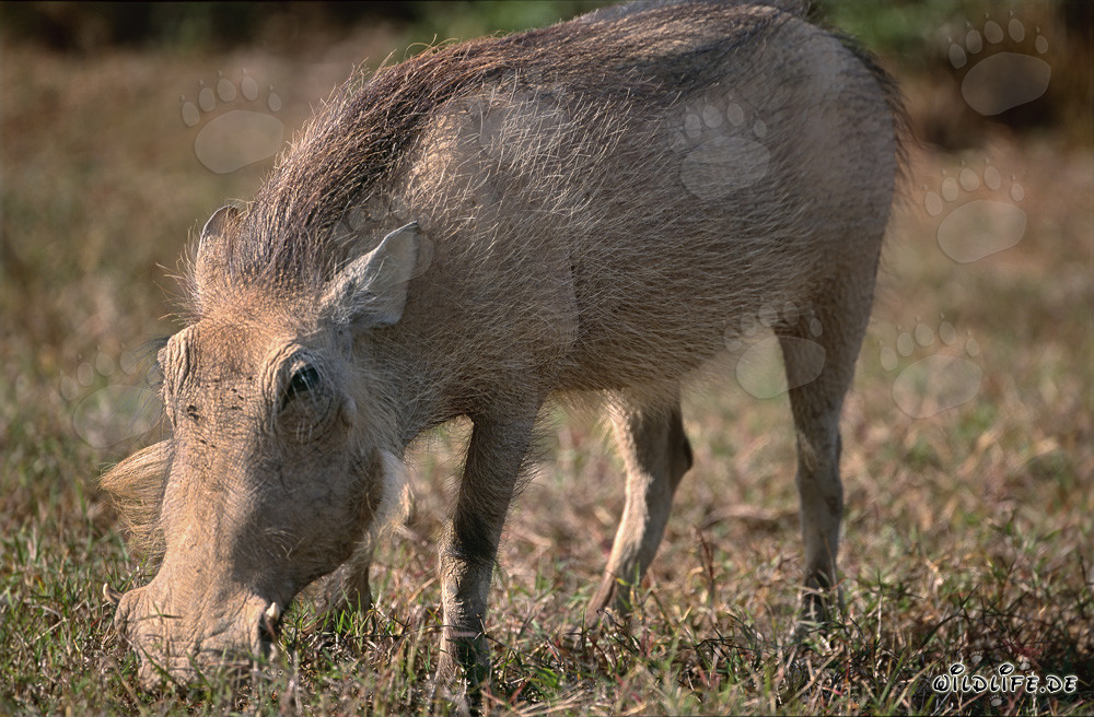 Un facocero cerca erba nel Parco Nazionale degli Elefanti di Addo